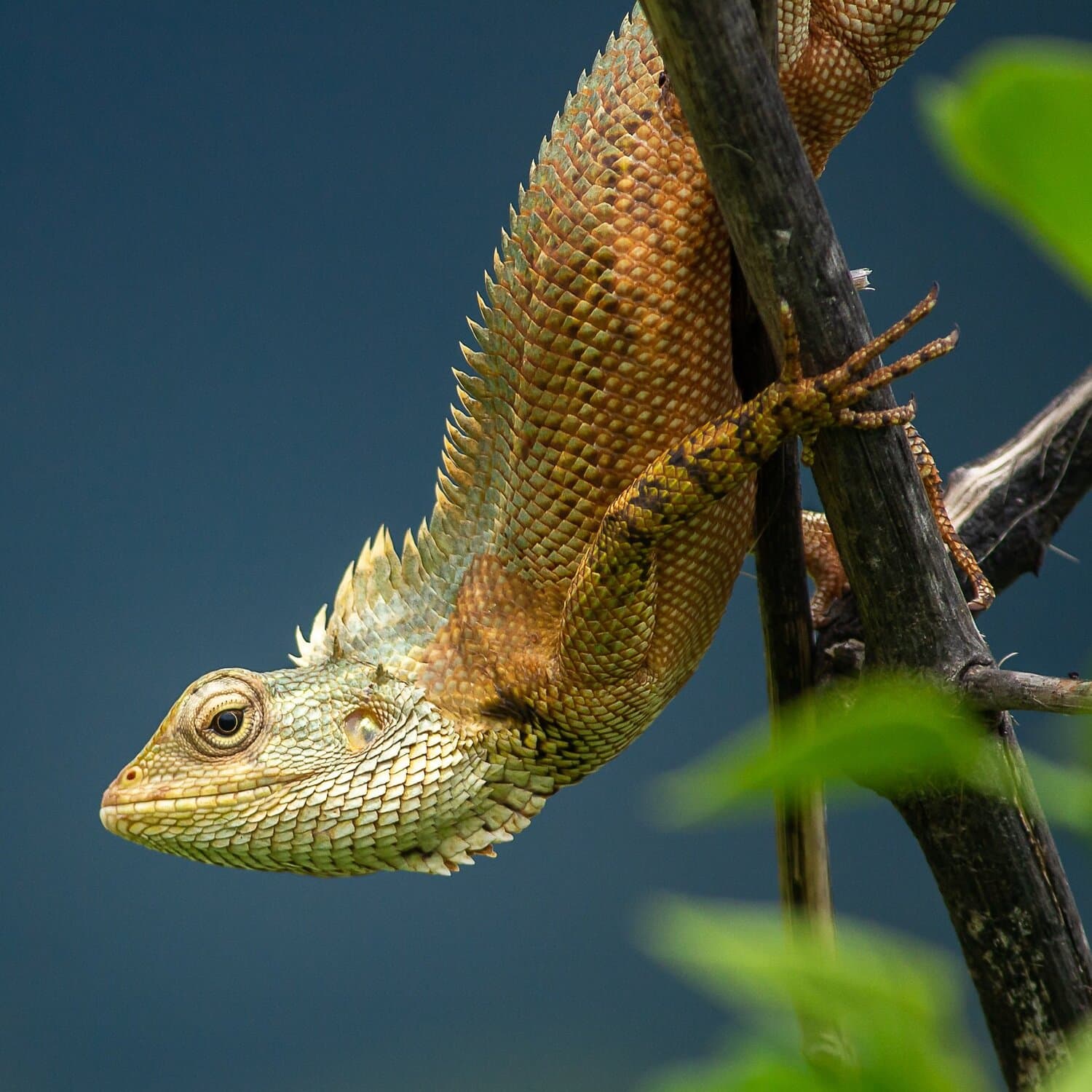 Flunter-application-preview